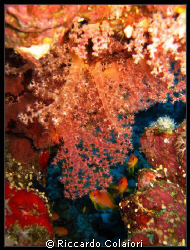 Amazing Colors
Sharm el Sheik, Ras Mohammed Canon Digita... by Riccardo Colaiori 